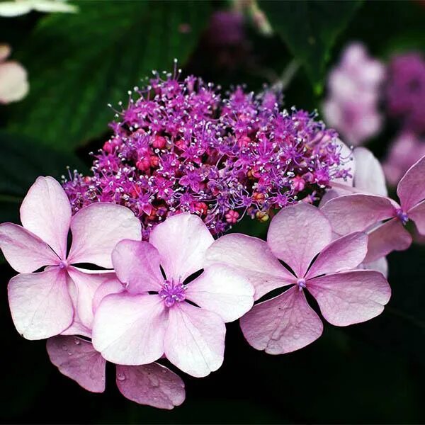 Гортензия пильчатая кореана - дневник садовода flowers-republic.ru