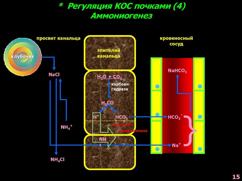 Аммониогенез. Регуляция аммониогенеза. регуляция кос. газовый алкалоз схема. регуляция кос почками.