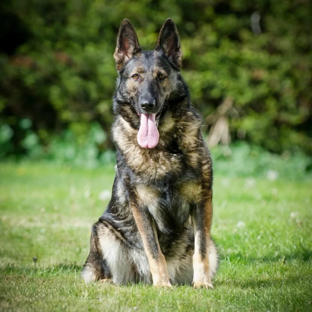 Покажи породу немецких овчарок. Альтенбургская овчарка. Немецкая овчарка среднешерстная. Пёс породы немецкой овчарки. Немецкая овчарка породистая.