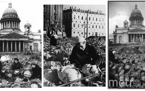 Что сажали в парках 1942 в ленинграде