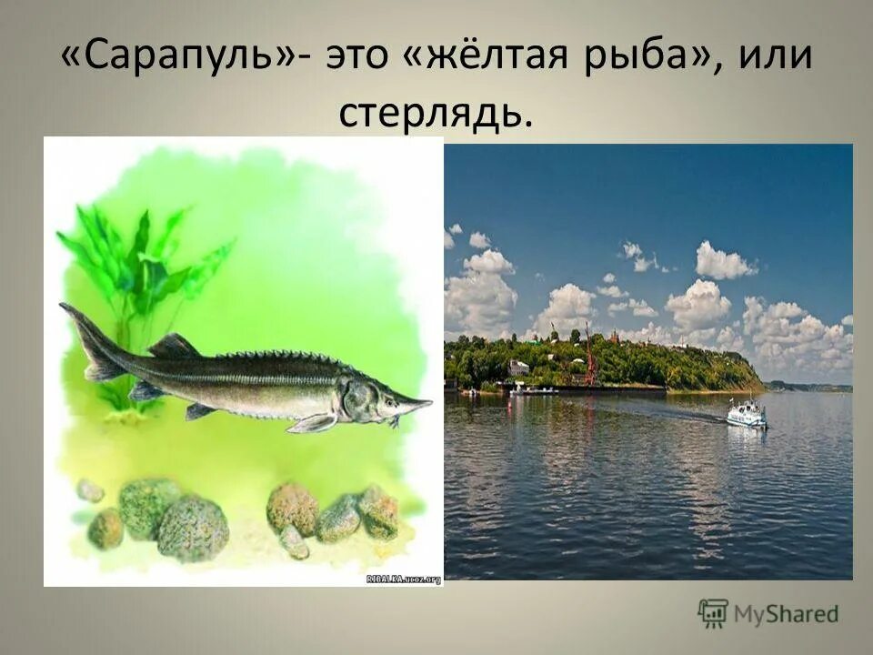 Форель балык. Ставрида рыба холодного копчения. Рыбалка на каме летом. Сарапул рыба. Сарапул рыба.