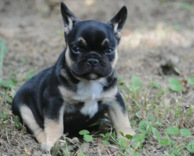 52 Color of Frenchie ideas in 2022 french bulldog, bulldog, rare dogs