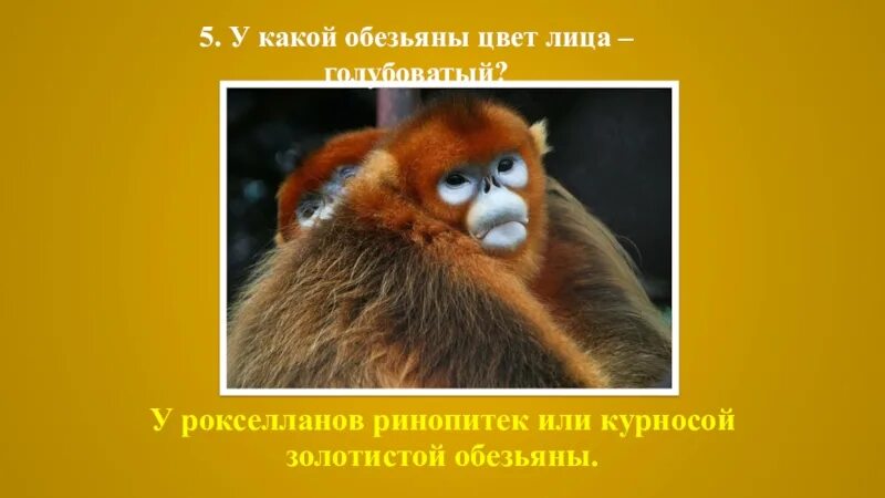 Шимпанзе какое прилагательное. Ринопитек презентация. золотистые мартышки. обезьянка какая прилагательное. год обезьяны какие.