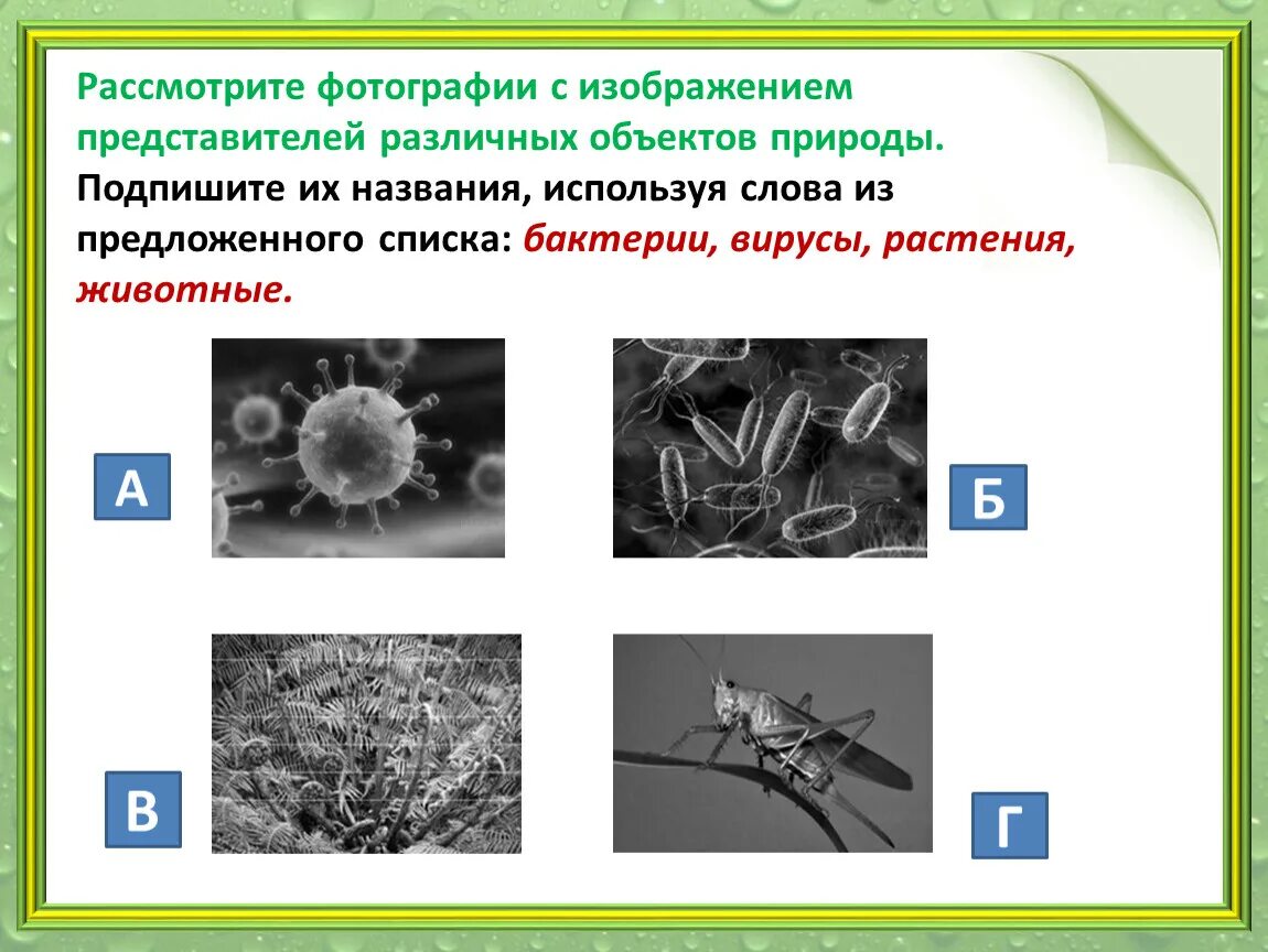 Рассмотрим фотографии с изображением различных объектов