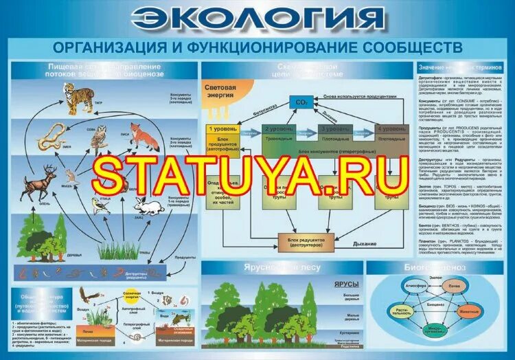 Функционирование сообществ. Плакаты по экологии для предприятий. Функционирование сообществ это.