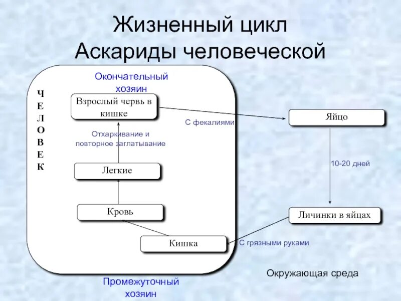 Схема развития аскариды. Цикл развития аскариды человеческой. Цикл аскариды человеческой схема. Жизненный цикл аскариды схема.