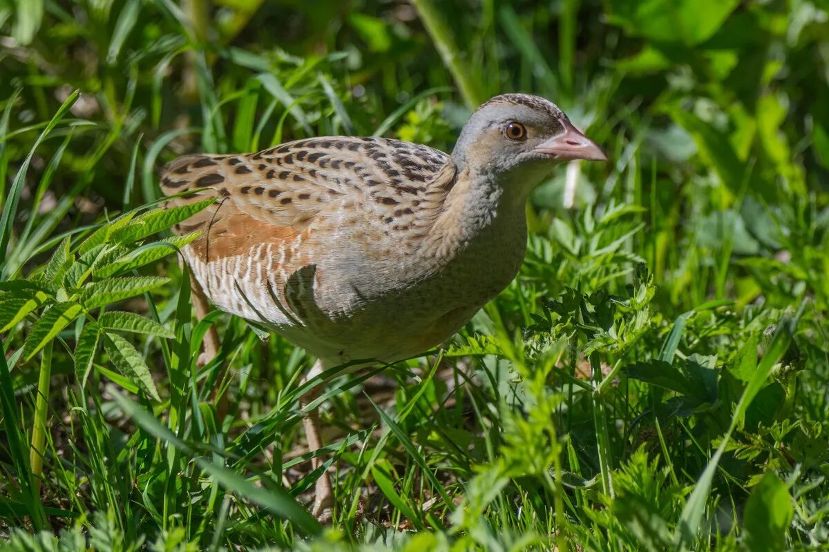 Перепел коростель трясогузка. Перепел коростель трясогузка. Коростель радиополе. Коростель черный. Коростель дерг дерг.