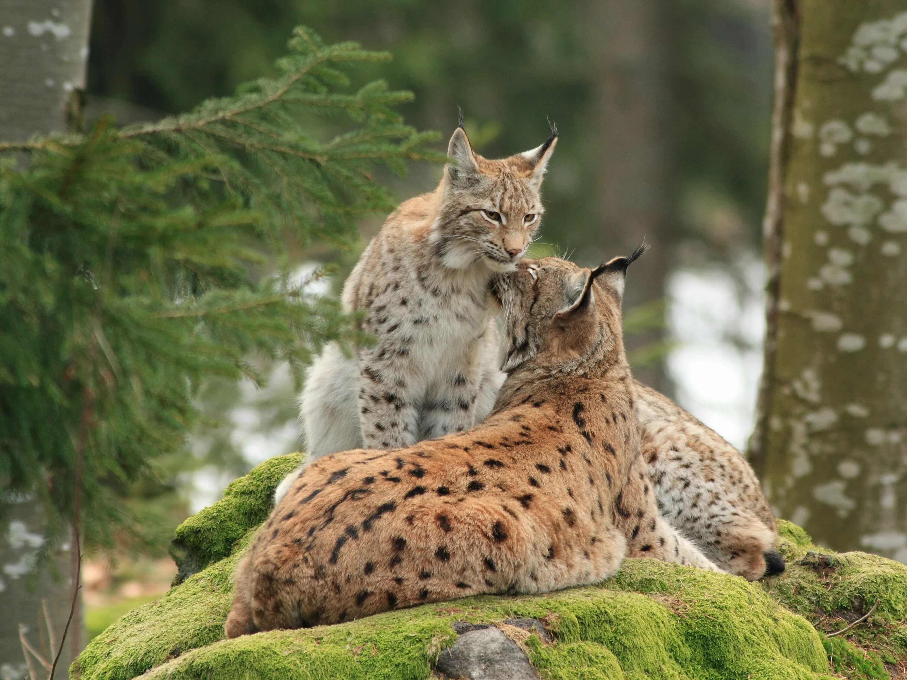 Рысь живет в лесу. Рысь обыкновенная подмосковье. Пиренейская и иберийская рысь. Обыкновенная рысь хвост. Рысь лесная кошка.