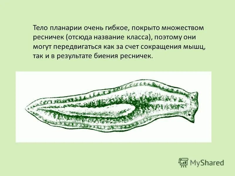 Тип плоские черви белая планария. Белую планарию и печёночного сосальщика. Ресничные сосальщики ленточные. Раздражение плоских червей. Класс ресничные черви молочная планария.