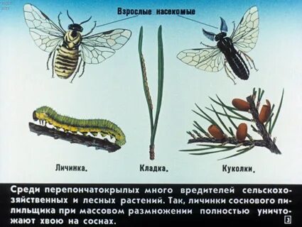 Перепончатые виды