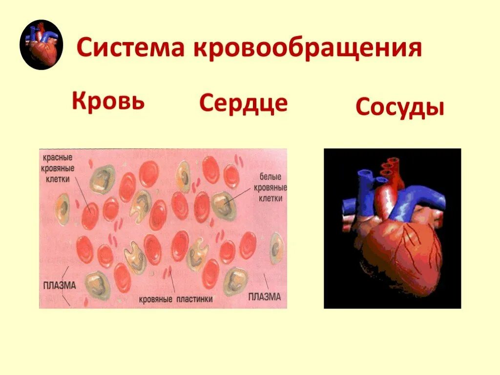Система органов кровообращения состоит из тест