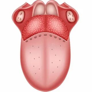 Foot tongue mouth