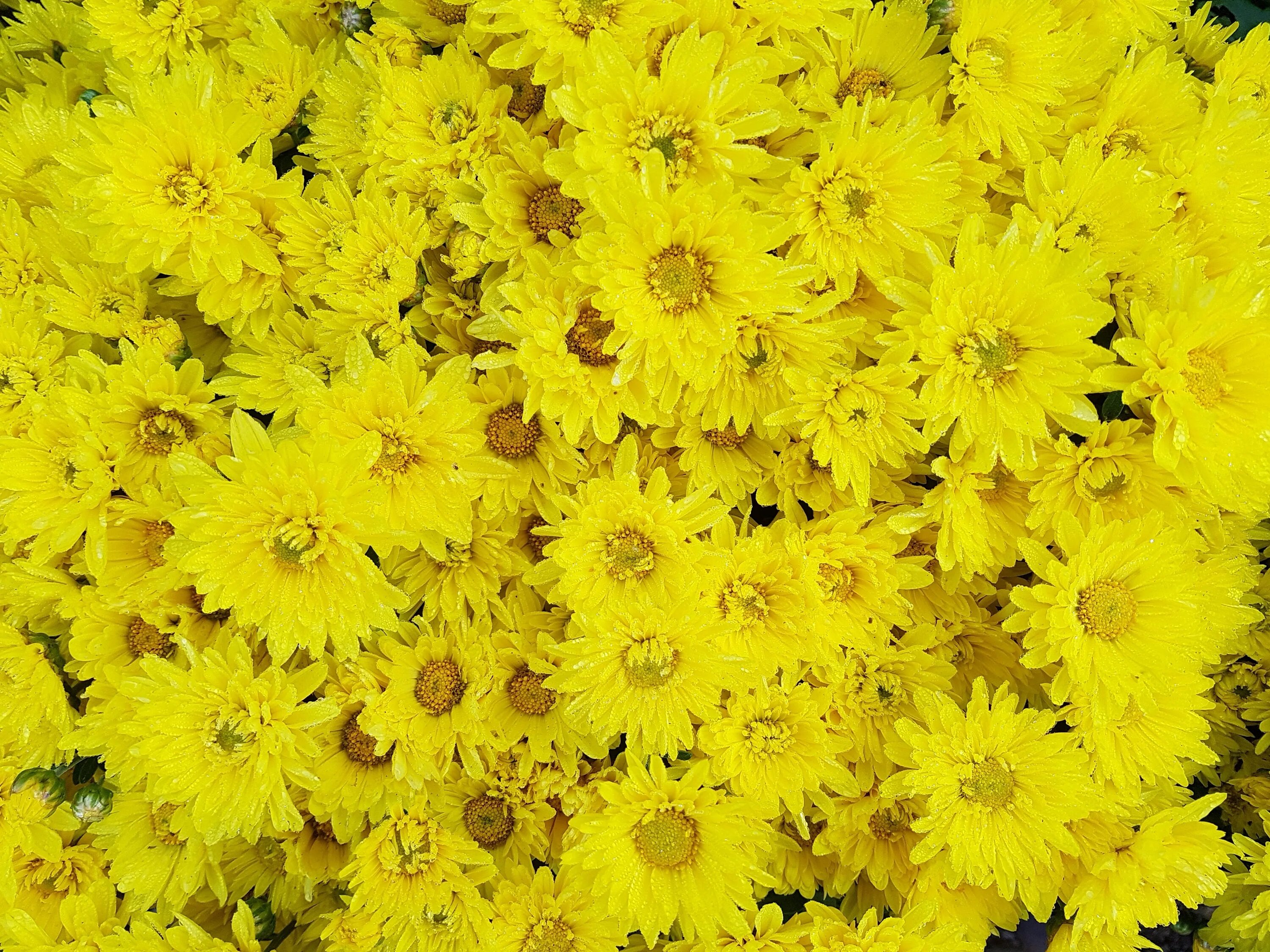 Цветы желтые хризантемы. Хризантема Carole Yellow. Хризантема Кинг Еллоу. Хризантема осенняя желтая. Хризантема Розанна Yellow.