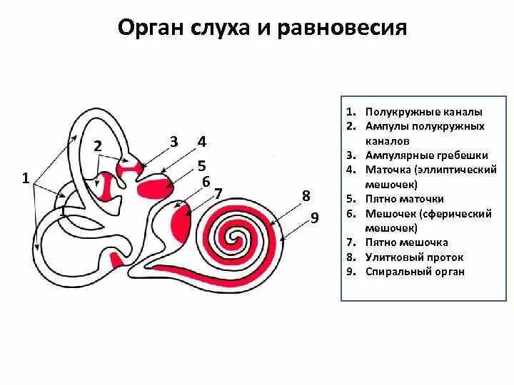 В состав вестибулярного аппарата входят полукружные каналы. Строение уха равновесие. Строение органа слуха и равновесия анатомия. Маточка мешочек полукружные каналы. Орган слуха и равновесия схема.