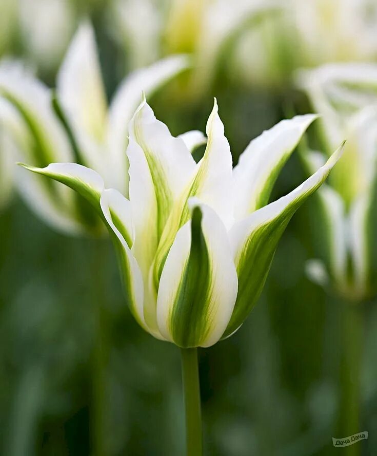 Тюльпан бахромчатый палмарес. Классификация тюльпанов по срокам цветения. Тюльпан тип цветка. Строение бутона тюльпана. Цветок вишни и тюльпана тип цветка.