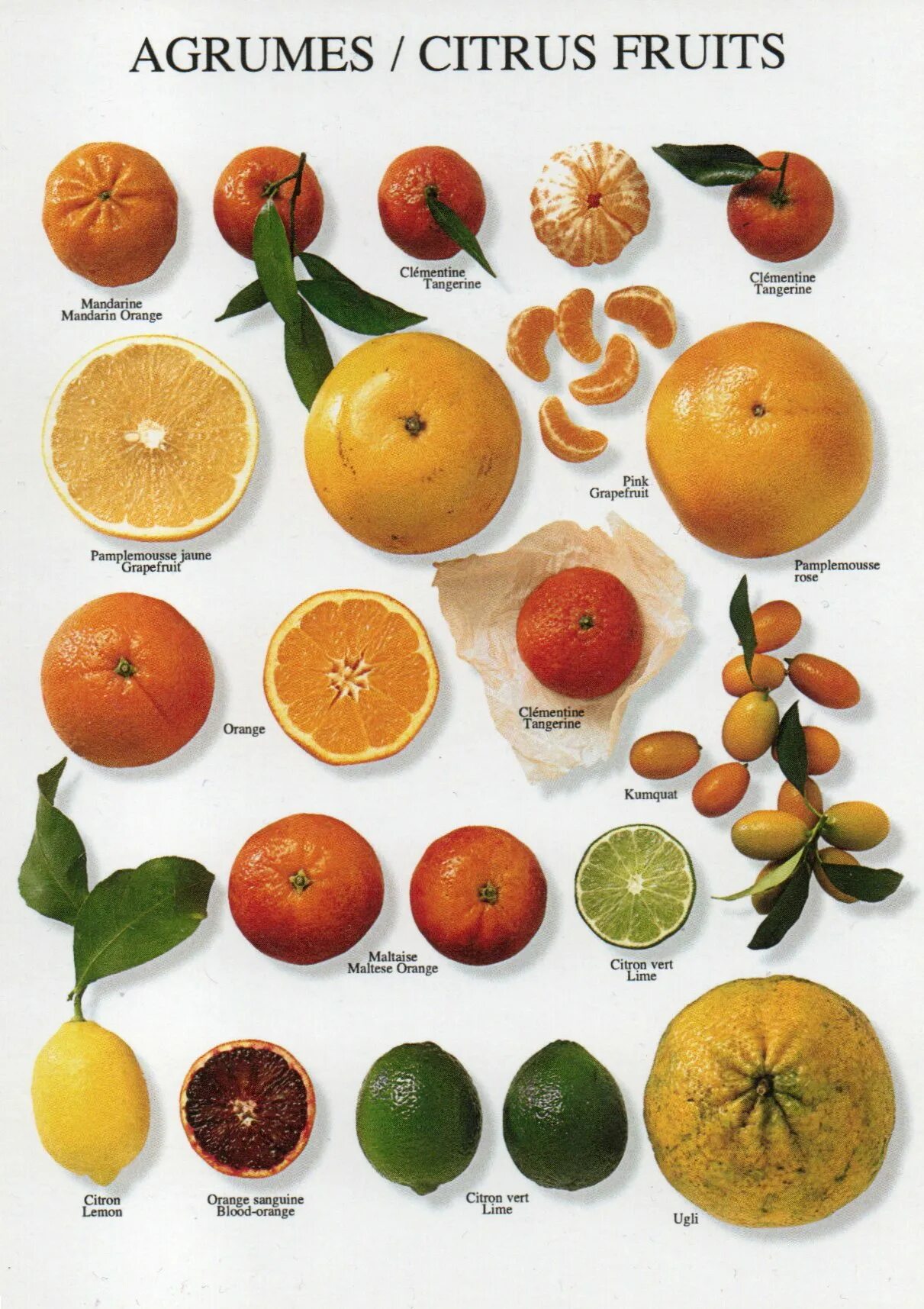 Сорта апельсинов. Оранжевые фрукты и ягоды. Апельсины сорта и виды. Сорт апельсина похожий на грейпфрут. Мандарин каталог товаров