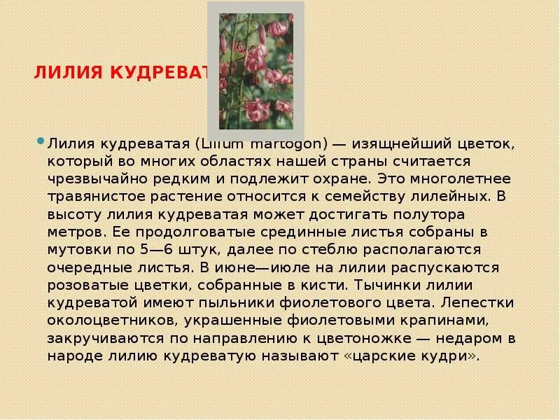 Лилия кудреватая красная книга сообщение. Лилия кудреватая рассказ. Лилия кудреватая красная книга краткое описание. Лилия кудреватая презентация