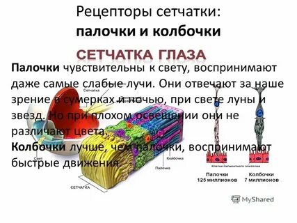Палочки глаза функции
