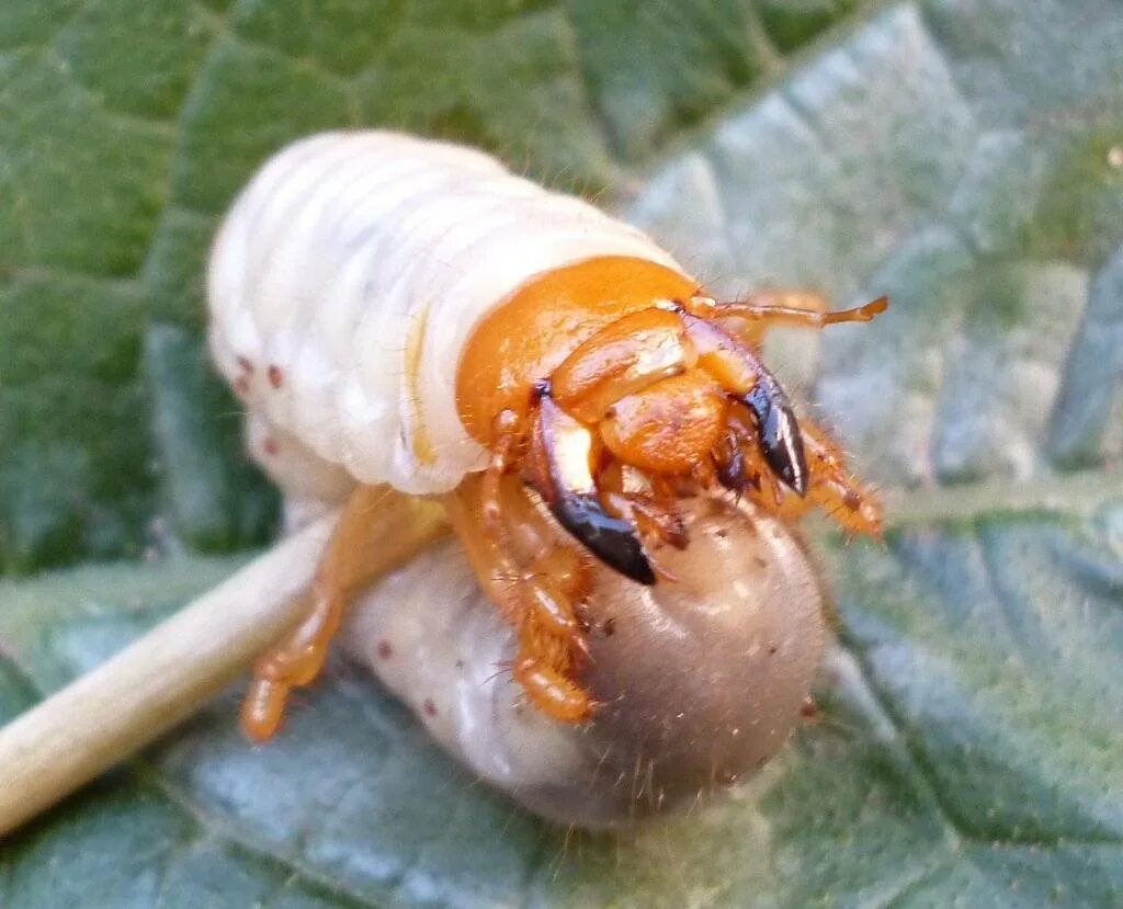 Майский жук личинка фото. Хрущ личинки. Хрущ личинка майского жука. Личинка хруща майского.