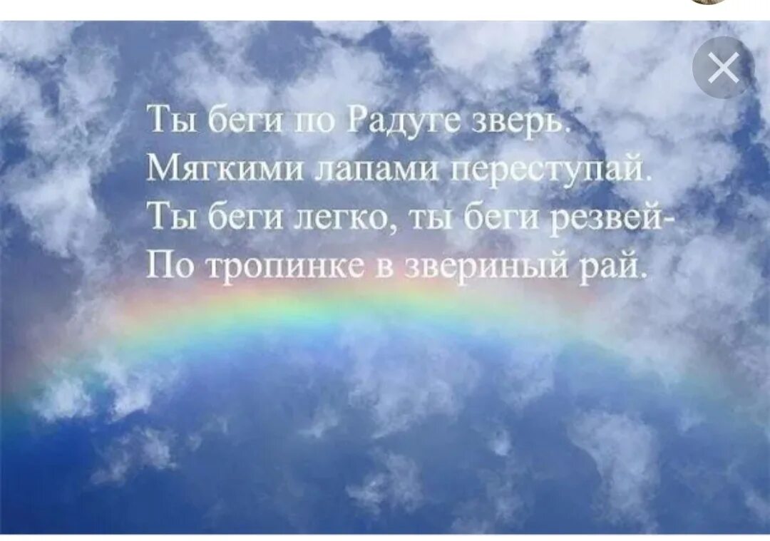 Спокойно плавно. Ушел за радугу. Собаки уходят за радугу стих. Собака на радуге стихи. Стихи животным ушедшим на радугу.