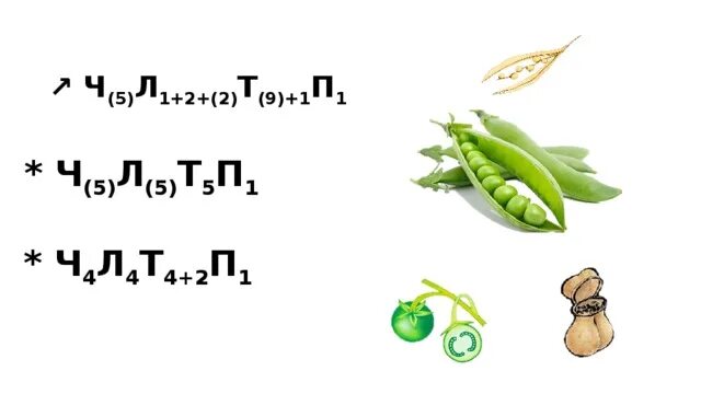 Ч(5)л1+2+(2)т(9)+1. Ч4+л2+(2)+т(5)+п(1). Формула цветка ч5л1+2+2т9+1п1. 4 5 Л1+2+ 2 т 9 +1п1. Ч5 л5 т бесконечность п бесконечность