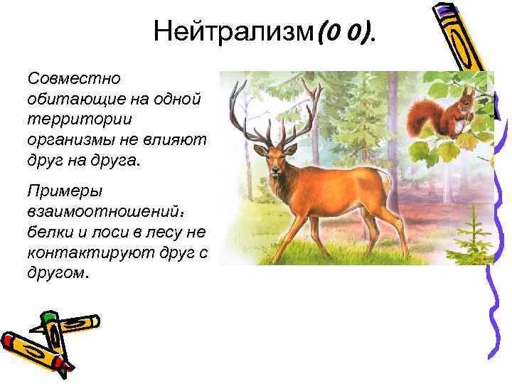 Что такое нейтрализм. Нейтрализм белка и Лось. Нейтрализм. Нейтрализм примеры. Белки и лоси Тип взаимоотношений.