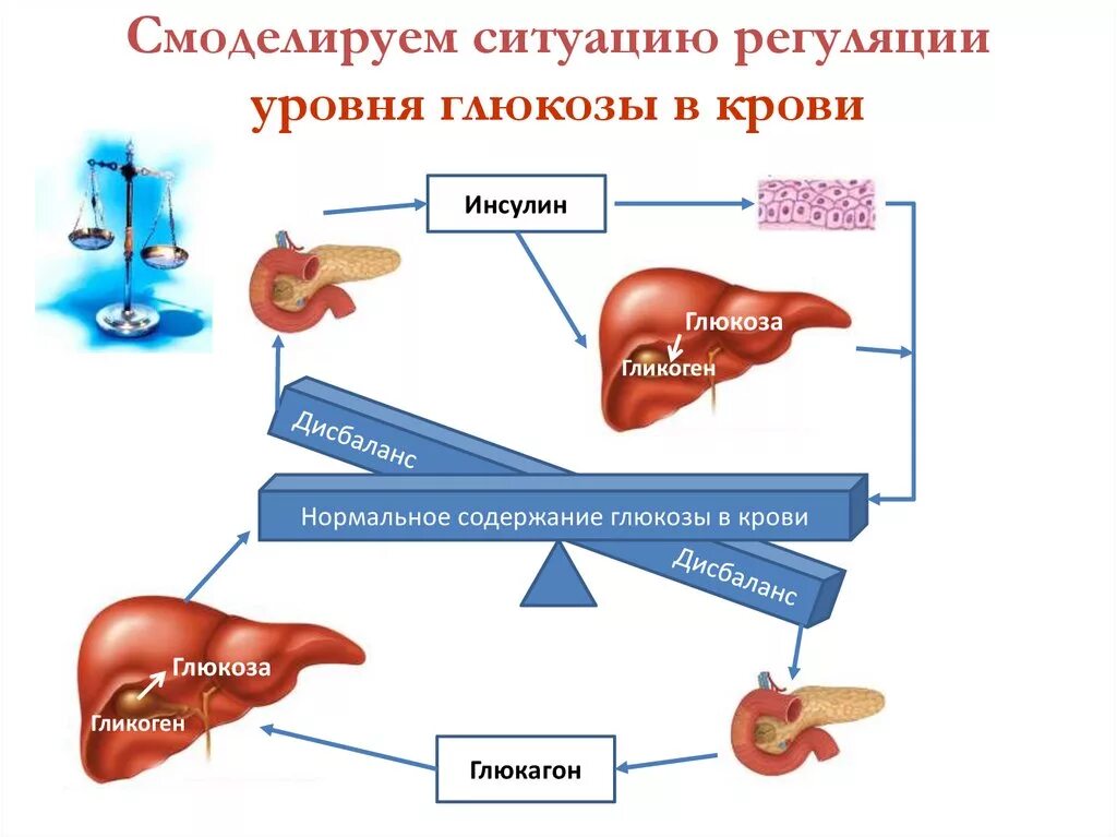Печень запасает углеводы. Печень запасает углеводы