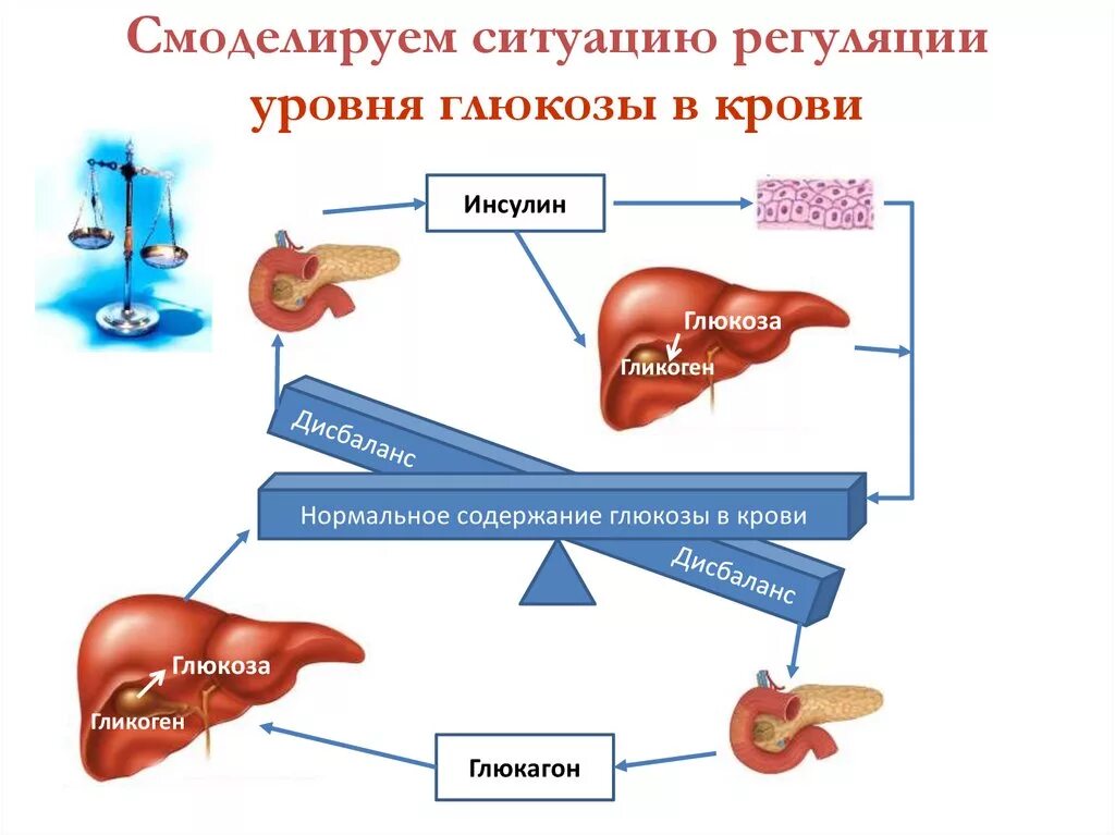 Фермент расщепляющий инсулин. Регуляция уровня Глюкозы в крови схема. Механизм регуляции концентрации сахара крови. Схема регуляции содержания Глюкозы в крови. Механизмы поддержания постоянной концентрации Глюкозы в крови.