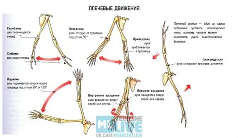 Движения в плечевом суставе