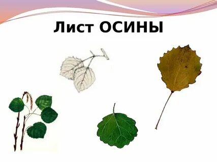 Осина простая или сложная