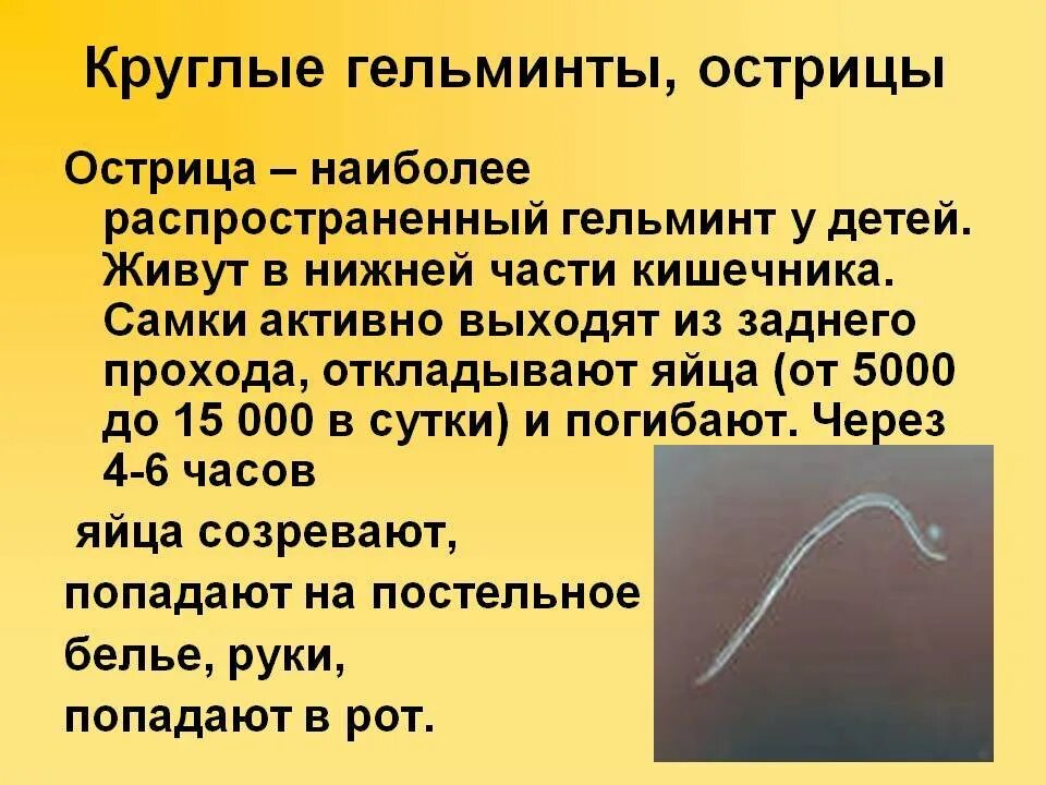 Картинки АСКАРИДА ОТНОСИТСЯ К ПЛОСКИМ ЧЕРВЯМ