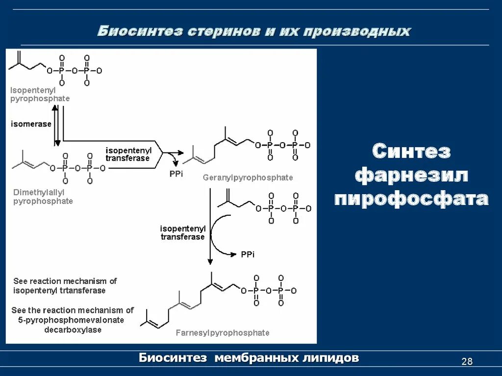 Номер биосинтеза. Биосинтез липидов. Синтез мембранных липидов. Биосинтез стеринов. Биосинтез мембранных фосфолипидов.