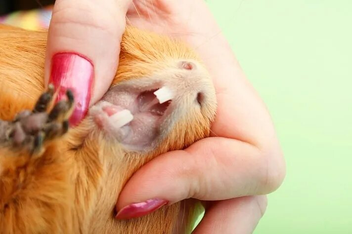 Guinea pigs and their teeth growth - YouTube