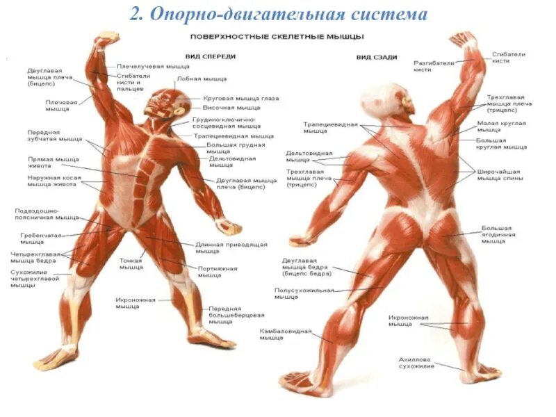Опорно-двигательная система человека состоит. Органы опорно двигательной системы. Опорно двигательная система нижних конечностей. Опорно двигательная система видеоурок. Скелет опорно двигательная система 4 класс.