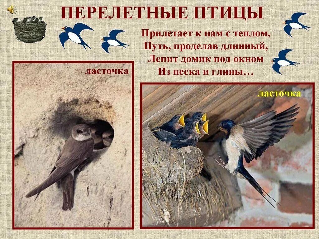 Октябрь день птиц. Перелетные птицы. день перелетных птиц. всемирный день мигрирующих птиц. международный день перелетных птиц.