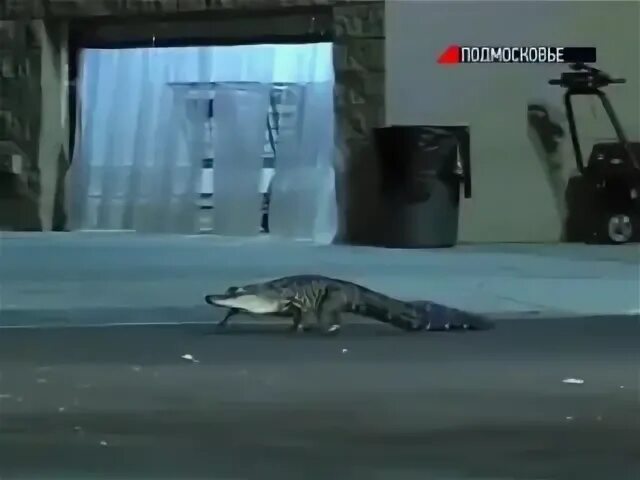 Гена жив