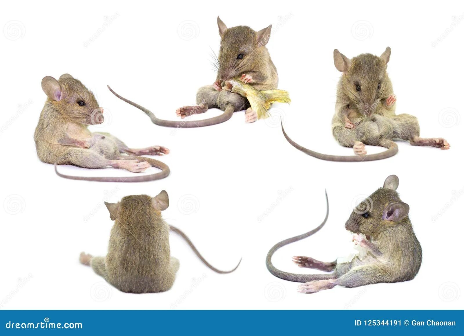 Мышь и крыса разница. Различие мыши и крысы. Мышки и крыски различия. Маленькая крыса и мышь. Как отличить мышь