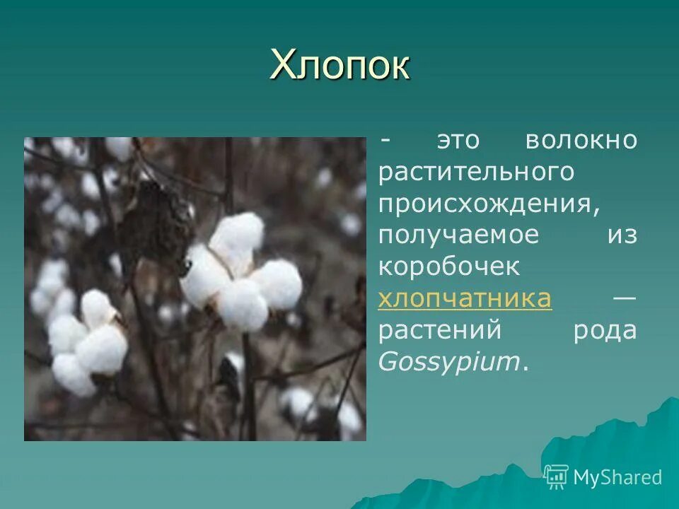 Хлопок растительного происхождения. Растительные волокна хлопок. Сведения про хлопок. Рассказ о хлопке. Доклад про хлопок.