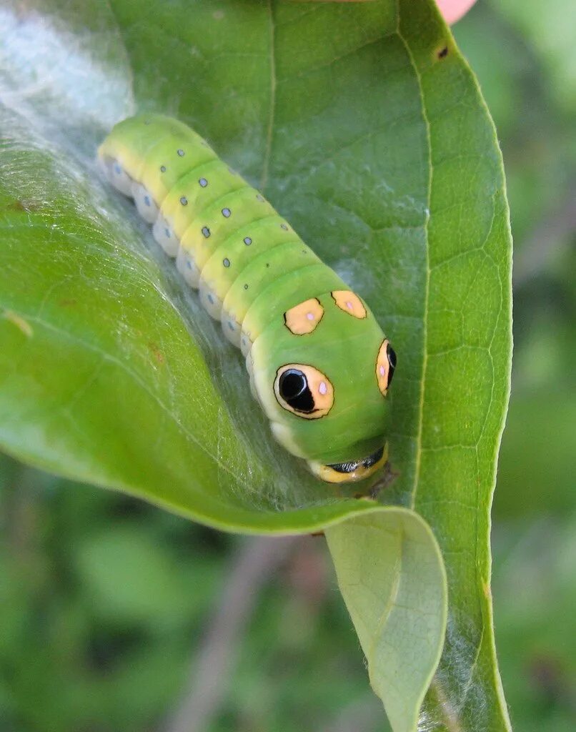 Гусеница зеленой бабочки. Spicebush Swallowtail гусеница. Papilio Troilus. Papilio Troilus гусеница. Papilio Troilus гусеница бабочка.