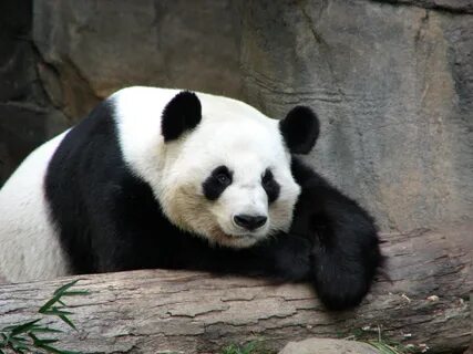 Panda english