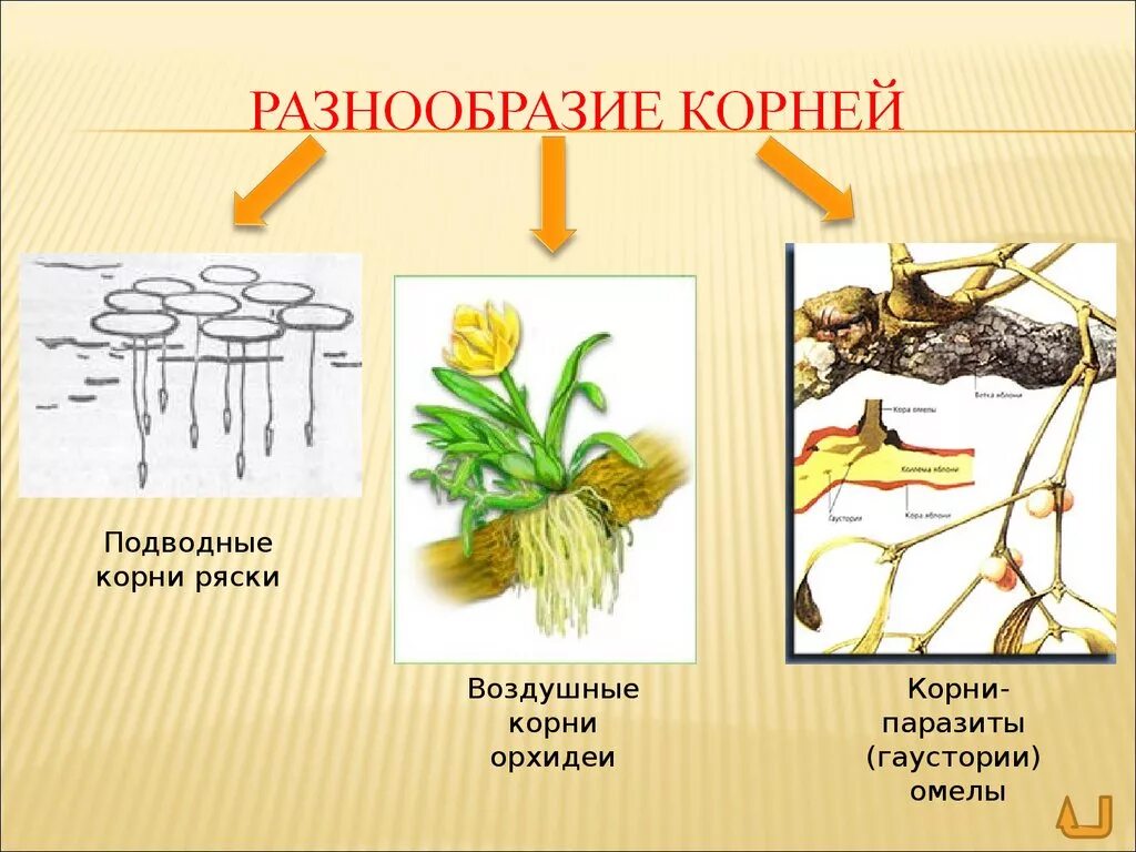 Видео корневых. Разнообразные корни растений.