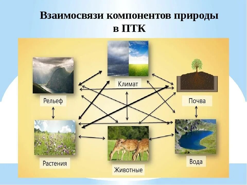 Какие комплексы относятся к природным. Природные компоненты природного комплекса. Схема природного комплекса. Схема компоненты природного комплекса. Взаимосвязь природных компонентов.