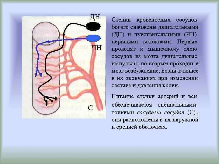Пронизан кровеносными капиллярами. Кровеносные сосуды и нервные окончания расположены. Расположены нервные окончания и кровеносные капилляры:. Видение стенок кровеносных сосудов. Нервные волокна кровеносных сосудов.