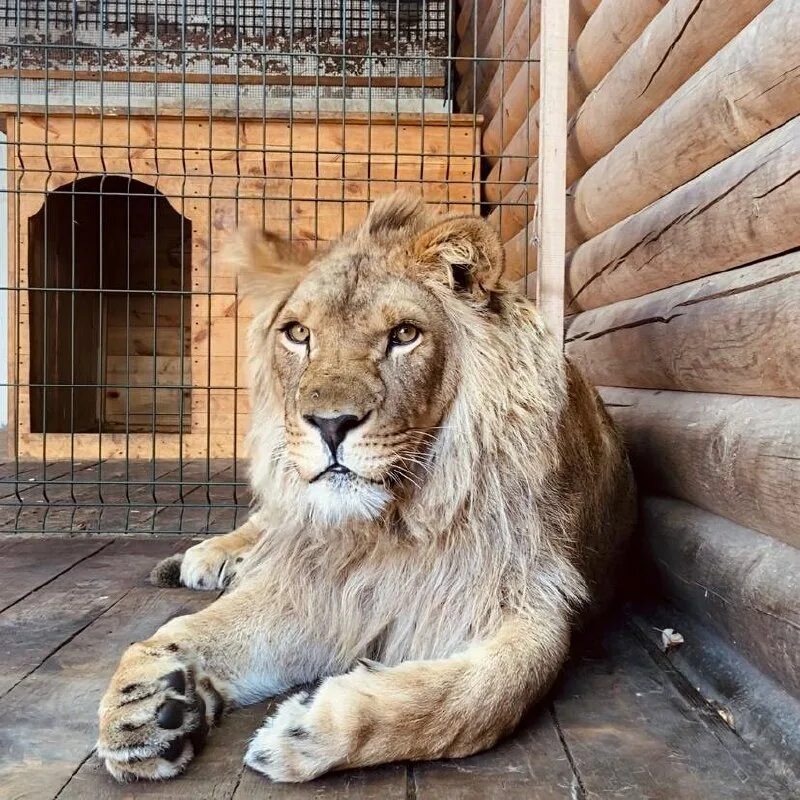 Львы живущие в городе. Лев рычит. Продолжительность жизни львов. Североконголезский лев. Львы живущие в городе.