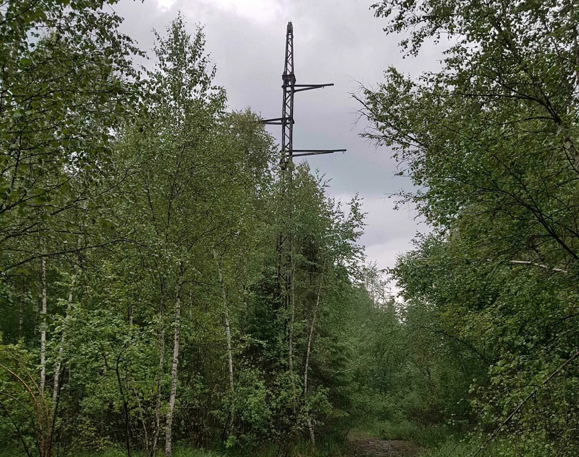 Рощи вл