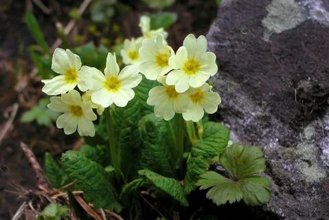 Примула алтай