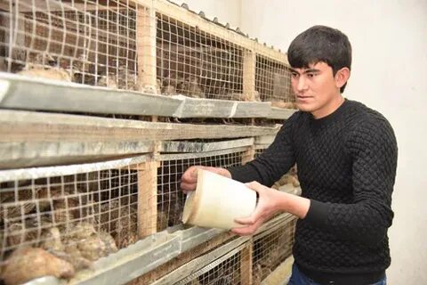 Катак