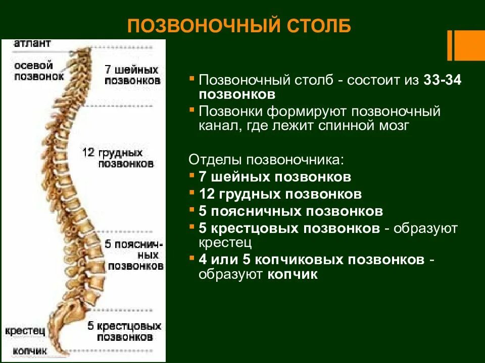 Рассмотрите позвоночник и выделите его отделы