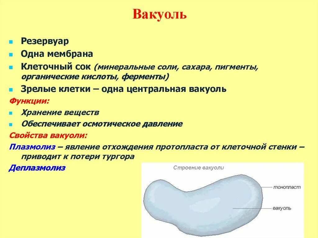 Функции вакуоли 10 класс. Вакуоль функции 10 класс. Вакуоли выполняемые строение и функции. Функции вакуоли 5 класс биология. Вакуоль деление клеток