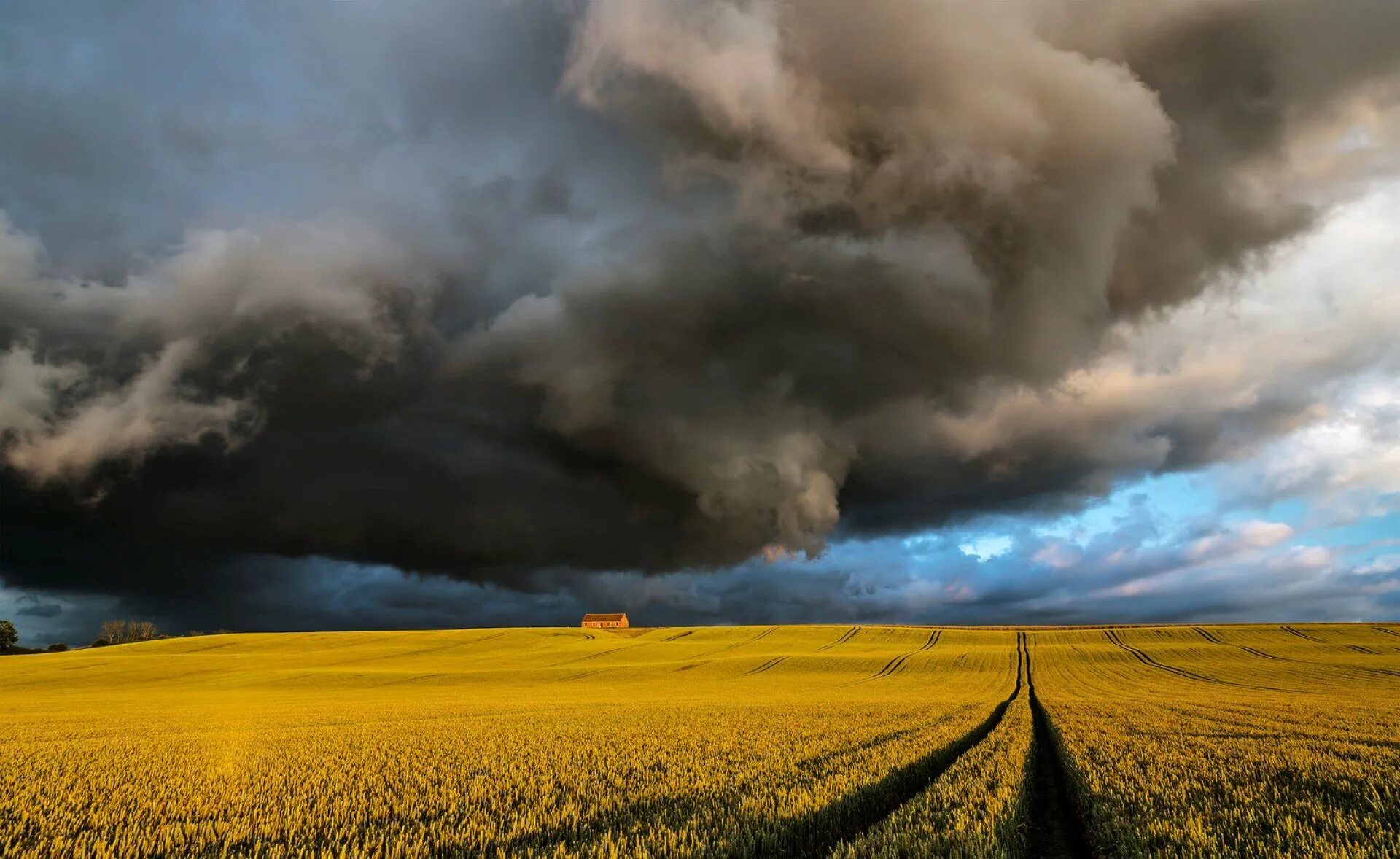Горчичное поле. Рапсовое поле. Черно желтые поля. Бескрайние желтые поля. Желтое поле голубое небо.
